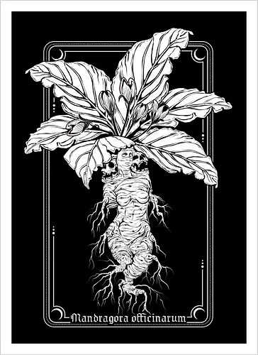 Mandragora Officinarum - The Scream of Death