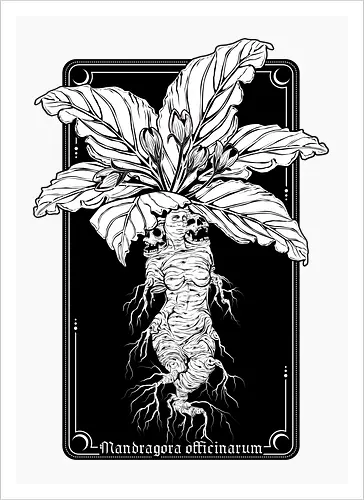 Mandragora Officinarum - The Scream of Death