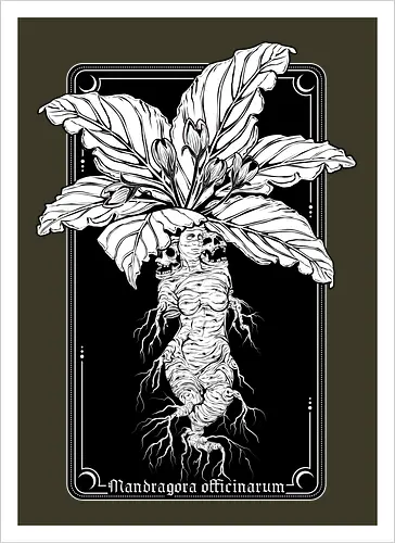 Mandragora Officinarum - The Scream of Death