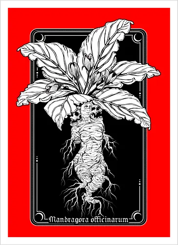 Mandragora Officinarum - The Scream of Death