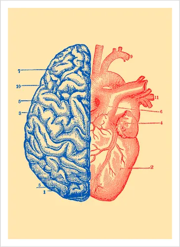 Heart and Brain