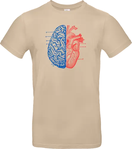 Heart and Brain