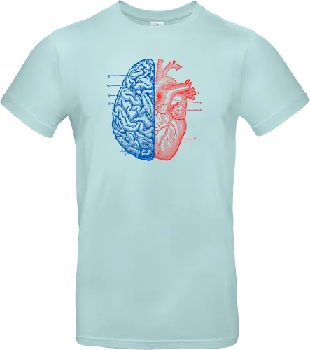 Heart and Brain