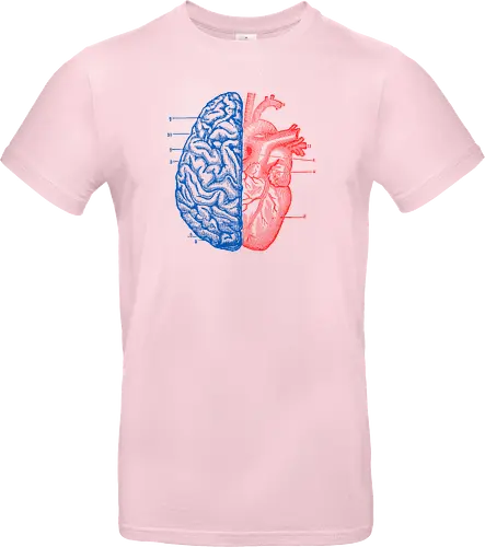 Heart and Brain