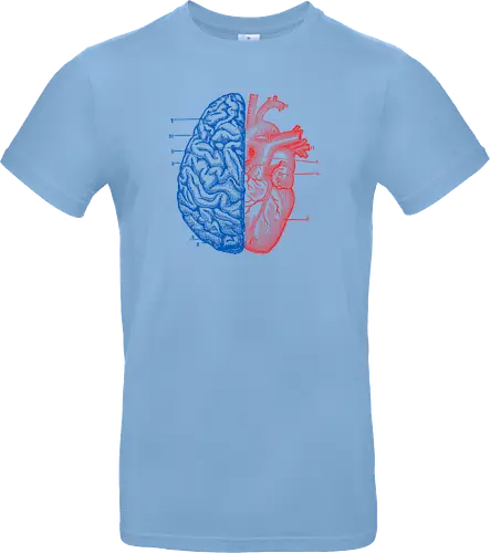 Heart and Brain