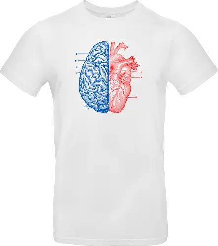 Heart and Brain