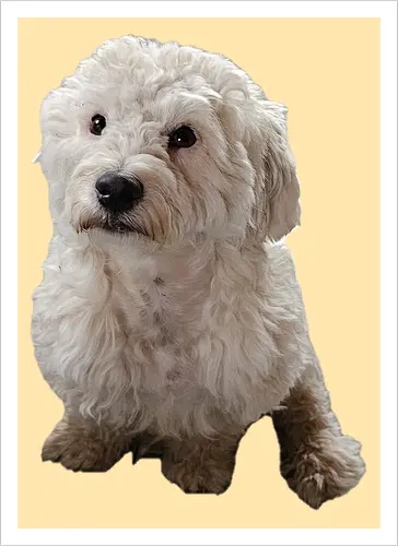 Gimme Gimme