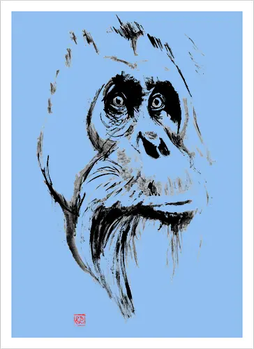 orangutan