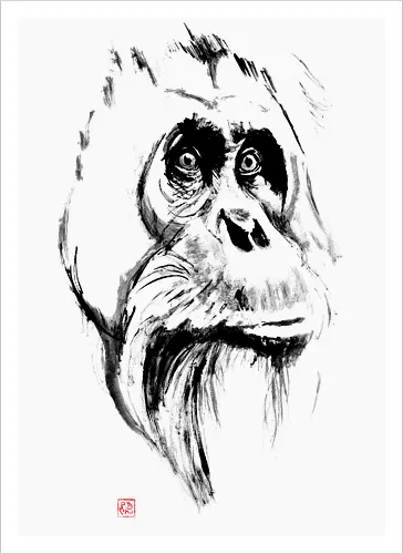 orangutan
