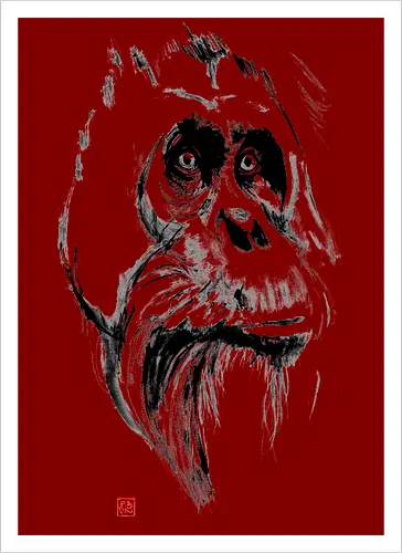 orangutan