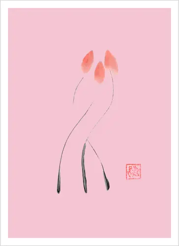 tulip