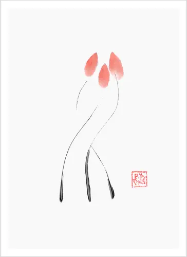 tulip
