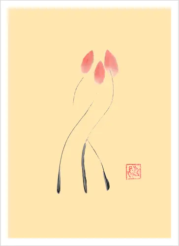 tulip