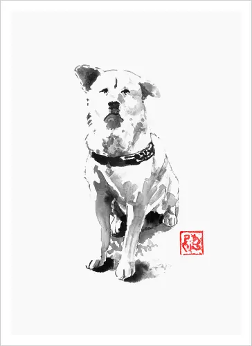 old dog