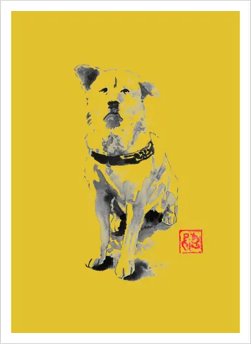 old dog