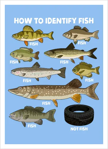 How to Indetify Fish
