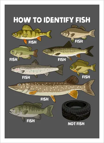 How to Indetify Fish
