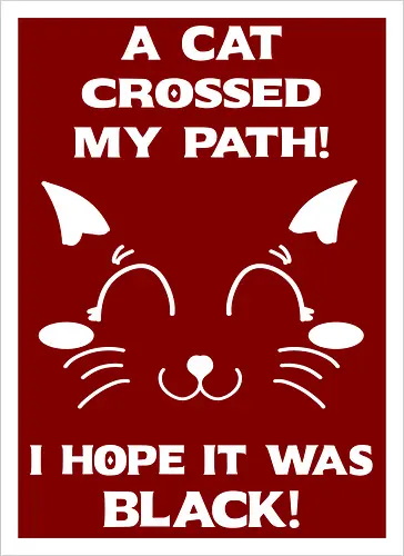 Eine schwarze Katze hat meinen Weg gekreuzt – ich liebe schwarze Katzen