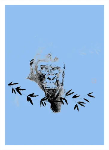 gorilla beringei beringei