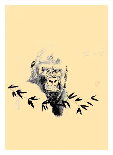 gorilla beringei beringei