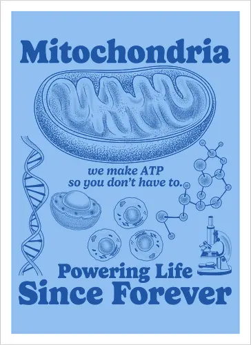 Mitochondria