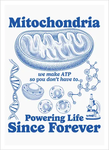 Mitochondria