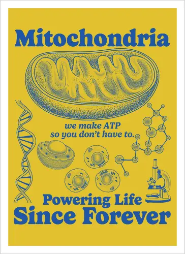 Mitochondria
