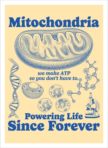 Mitochondria
