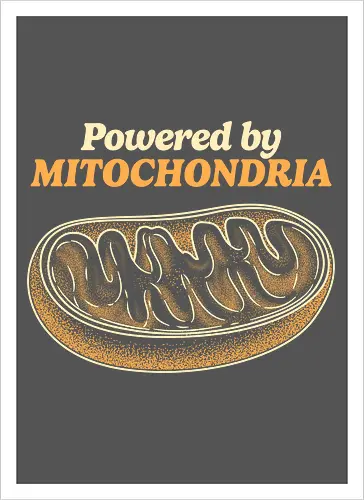 Powered by Mitochondria