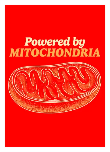 Powered by Mitochondria