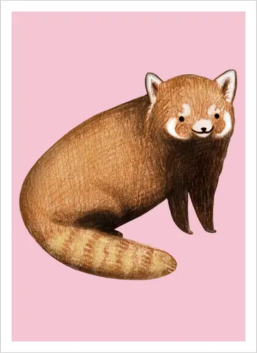 Rötlich Braunes Tier Gestreifter Schwanz Weiße Maske Süß - süßes rötlich braunes Tier, voluminöser beige gestreifter Schwanz, weiße rostige Augenmaske, künstlerische digitale Tier Illustration, Bleistift Aquarell Fell Textur, gefährdetes asiatisches exotisches Säugetier, exotisches Bergssäugetier, süßes realistisches Tier Kunst, exotisches Tier Liebhaber Geschenk, süßes asiatisches Tier Shirt, spitze Ohren weißes Inneres, Himalaya Wald Tier, Natur Tier Druck, zarte elegante Tier Kunst, seltene kostbare süße Kreatur - Kunstdruck