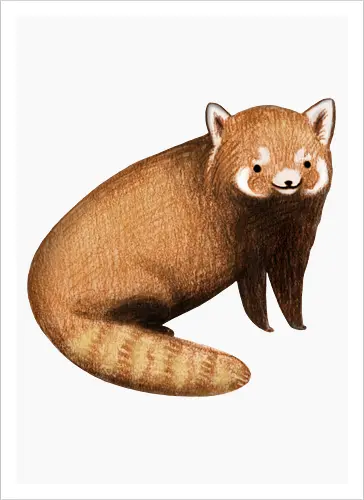 Rötlich Braunes Tier Gestreifter Schwanz Weiße Maske Süß - süßes rötlich braunes Tier, voluminöser beige gestreifter Schwanz, weiße rostige Augenmaske, künstlerische digitale Tier Illustration, Bleistift Aquarell Fell Textur, gefährdetes asiatisches exotisches Säugetier, exotisches Bergssäugetier, süßes realistisches Tier Kunst, exotisches Tier Liebhaber Geschenk, süßes asiatisches Tier Shirt, spitze Ohren weißes Inneres, Himalaya Wald Tier, Natur Tier Druck, zarte elegante Tier Kunst, seltene kostbare süße Kreatur - Kunstdruck