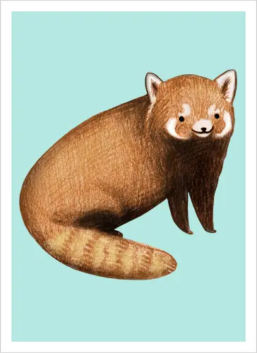 Rötlich Braunes Tier Gestreifter Schwanz Weiße Maske Süß - süßes rötlich braunes Tier, voluminöser beige gestreifter Schwanz, weiße rostige Augenmaske, künstlerische digitale Tier Illustration, Bleistift Aquarell Fell Textur, gefährdetes asiatisches exotisches Säugetier, exotisches Bergssäugetier, süßes realistisches Tier Kunst, exotisches Tier Liebhaber Geschenk, süßes asiatisches Tier Shirt, spitze Ohren weißes Inneres, Himalaya Wald Tier, Natur Tier Druck, zarte elegante Tier Kunst, seltene kostbare süße Kreatur - Kunstdruck