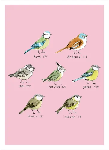 Sieben Bunte Vogelarten Aquarell Bleistift Naturalist Kunst - europäische Vögel Shirt, Ornithologie dekorative Illustration, britische Vögel Sammlung, wissenschaftliche Vogel Illustration, bunte Vögel Komposition, pädagogische Natur Kunst, Vogelliebhaber Geschenk, sieben bunte Vogelarten, naturalistischer Aquarell Illustration, identifizierte europäische Vögel, handgefertigte ornithologische Kunst, bunte Meisen Sammlung, handgefertigte Arten Typografie, blau grün gelb orange braun Vogel, Vogelbeobachter Kunst Geschenk - Kunstdruck