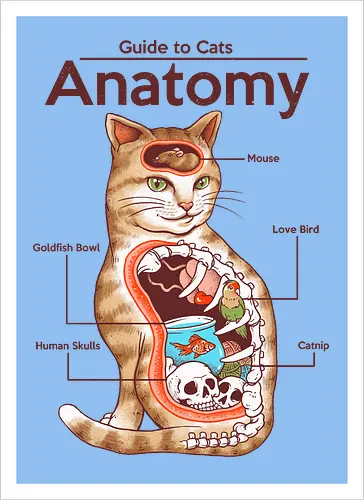 Anatomy of a Cat