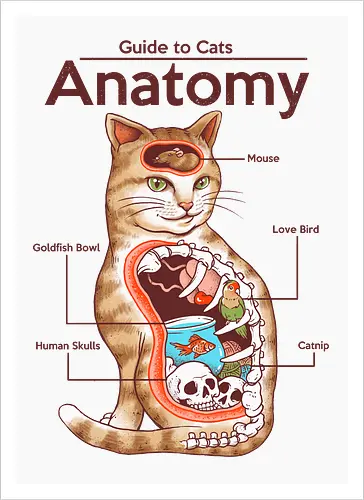 Anatomy of a Cat