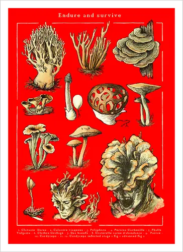 Endure and survive - Cordyceps dark