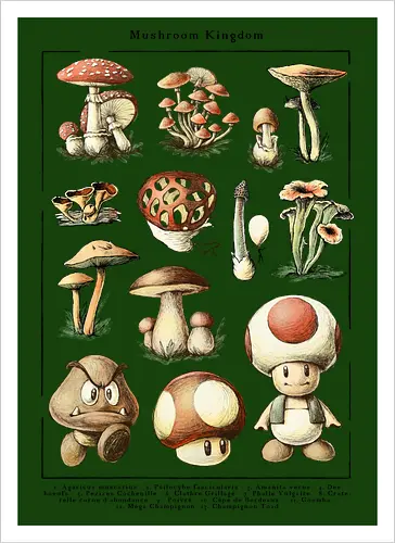Mushroom Kingdom