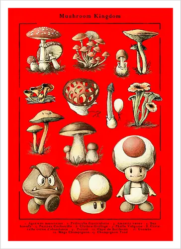 Mushroom Kingdom