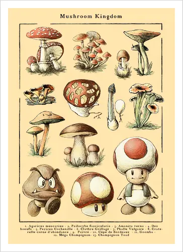 Mushroom Kingdom