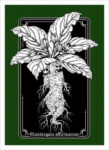 Mandragora Officinarum - The Scream of Death