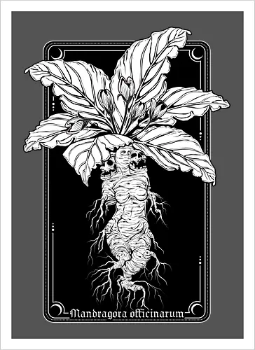 Mandragora Officinarum - The Scream of Death