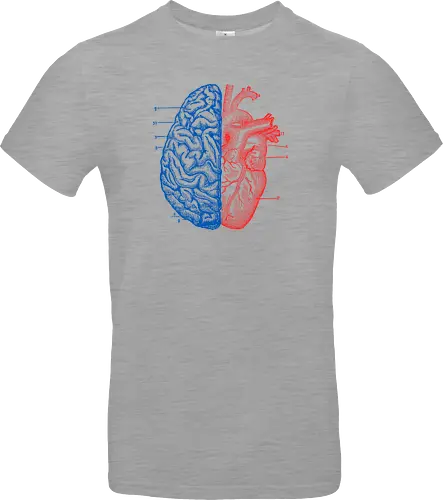 Heart and Brain