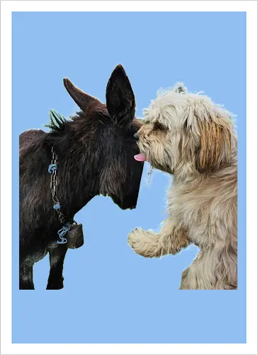 Donkey my Ass