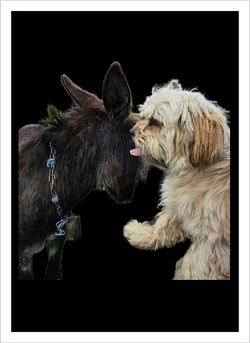 Donkey my Ass