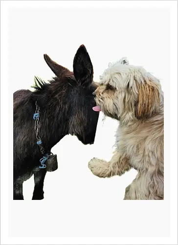 Donkey my Ass