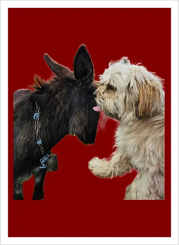 Donkey my Ass