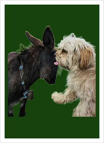 Donkey my Ass
