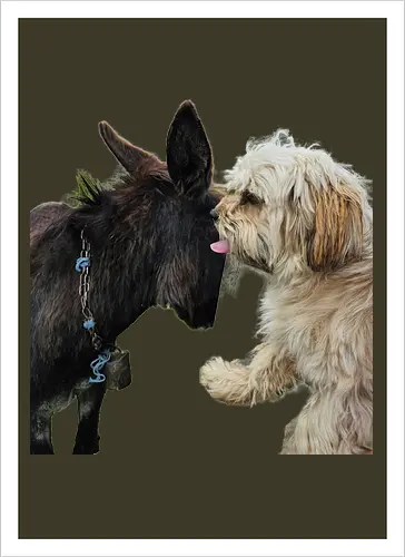 Donkey my Ass
