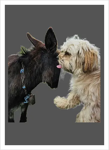 Donkey my Ass